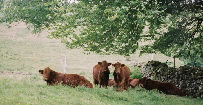 Refuerzan medidas de vigilancia por brote de carbunclo